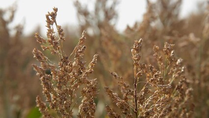 Espiga de sorgo seco