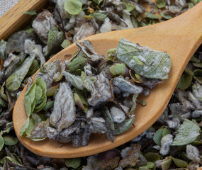 Origanum dictamnus, dittany of Crete tea on wooden spoon and wooden plate linen napkin background. Cretan dittany or hop marjoram is a medicinal tea growing wild only in Crete. It is a healing