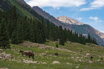 Grazing horses on beautiful mountain valley with spruces and rocky mountains on background. Barskoon river mountain valley. Travel, tourism in Kyrgyzstan concept.