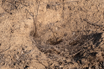 Spider wolf lair in the ground with wed around entrance hole.