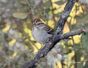 American Tree Sparrow #3