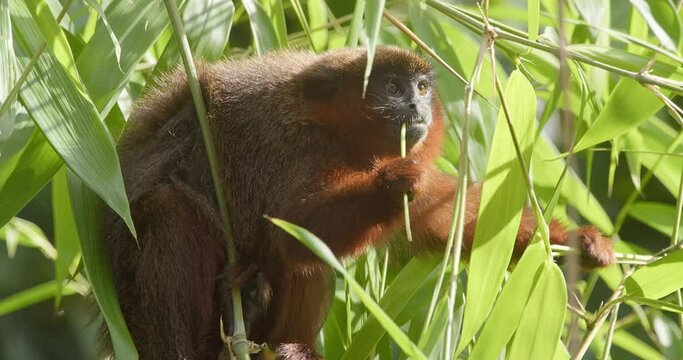 Dusky titi monkey chewing green branch looking towards camera - tripod medium