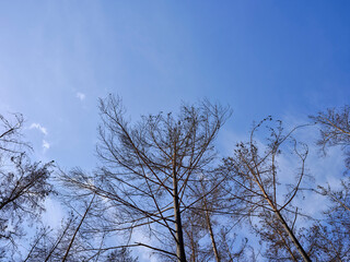 burnt trees and sky background