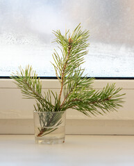 Spruce branch in a glass on the windowsill.