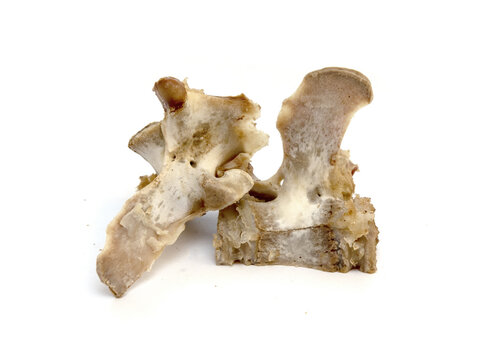 Bones for a dog on a white background.
