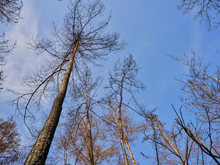 burnt trees and sky background