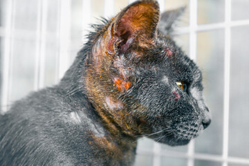 Close up of cat face allergic fungi skin disease , Atypical dermatitis in a domestic cat , bacteria...