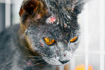 Close up of cat face allergic fungal skin disease , Atypical dermatitis in a domestic cat , bacteria infections animal	
