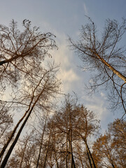 burnt trees and sky background