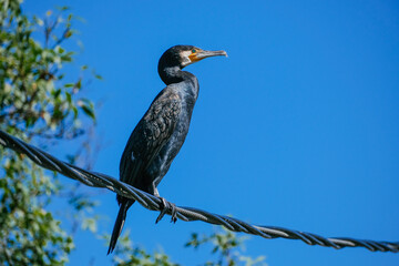 Great cormorant, Phalacrocorax carbo, Cormorant on wire 