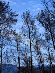 Fototapeta premium burnt trees in the forest