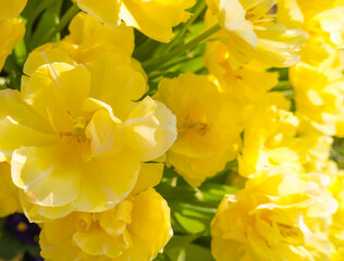 Background of yellow open tulips with green leaves, large format