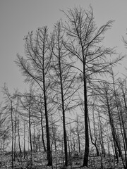 burnt trees and sky background
