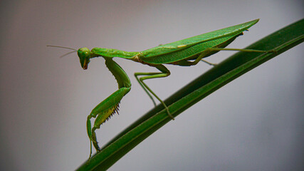 Indian grasshopper