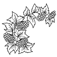 Ukrainian symbol. Viburnum branch. Plant branch, bunches, berries and leaves. Vector illustration. Hand drawn in line doodle style. For design and decoration of botanical or Ukrainian theme