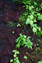 苔と葉が茂る壁