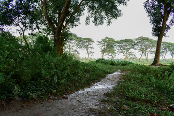 village path in the woods in monsoon