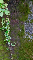 苔と蔦と石の壁