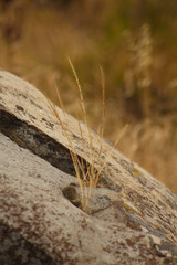 mossy rocks, decorative abstract photo