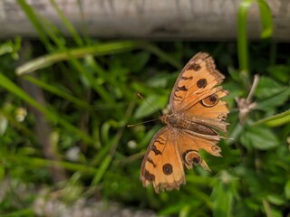 butterfly on leaf