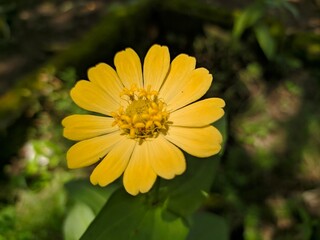 yellow flower