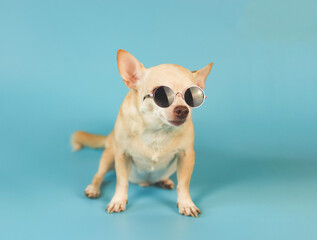 brown chihuahua dog wearing sunglasses sitting  on blue background. summer traveling concept.