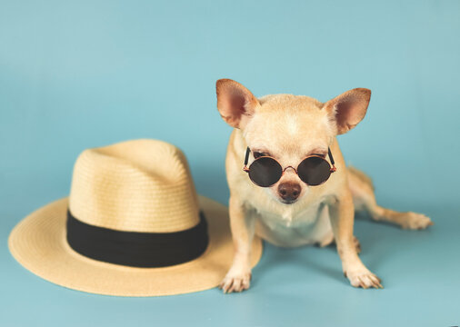 brown chihuahua dog wearing sunglasses sitting with straw hat on blue background. summer traveling concept.
