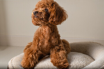 Brown toy poodle on his little bed in the living room