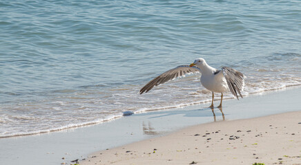 A seagull walking on the beach in a summer morning, by the sea of cortes near the waves, in the Baja Peninsula of Mexico. Concept of nature photography.