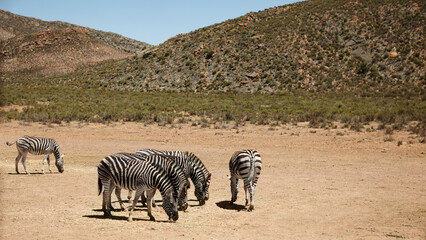 Fototapeta na wymiar Safety in numbers. Shot of zebras on the plains of Africa.