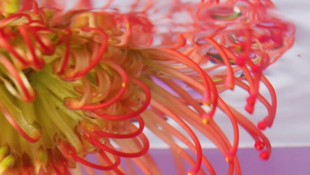 Orange flower. Stock footage. A bright flower dipped in water that is rotated from side to side.