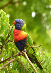 Obraz premium Rainbow Lorikeet in a tree