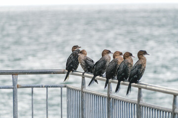 Cormorant family, Pygmy cormorant, Microcarbo pygmeus