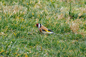 European goldfinch, Carduelis carduelis