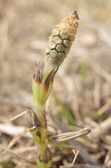 Fertile stem of horsetail (Equisetum arvense)