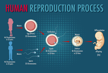 Diagram showing human reproduction process - obrazy, fototapety, plakaty