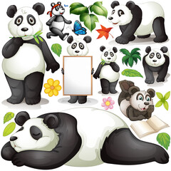 Panda in different actions