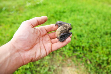 flittermouse on a human hand. little bat on man's hand