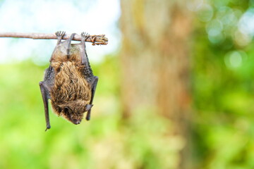 flittermouse on a tree branch. little bat hanging upside down