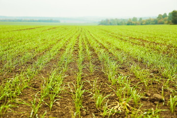 Fototapeta na wymiar small green wheat sprouts on the field