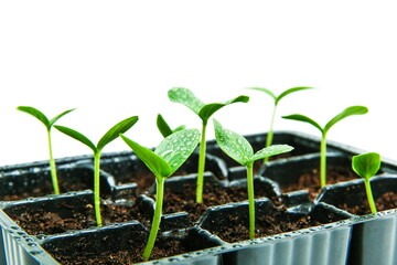 small seedlings are on a white background