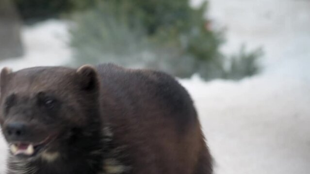 Wolverine (Gulo gulo) running during hunting at winter snowfall in slow motion. 4K High quality video