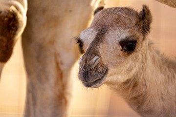 Obraz premium Camel cub