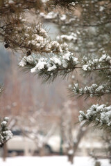 The snow on pine branches in winter