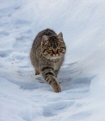 A cat walks in the snow