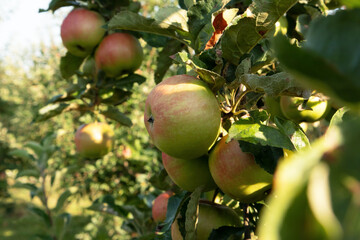 Apple orchard. Ripe apples in the garden ready for harvest.
