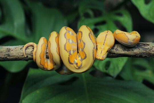 The yellow reticulated python (Malayopython reticulatus) is a python species native to South and Southeast Asia.