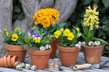 gelbe Hornveilchen, Primel und Hyazinthe in Terracotta-Töpfen im Garten