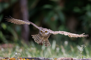An owl flying action collection, Spotted owlet is a small owl which breeds in tropical Asia.Spotted owlet birds in the nature.