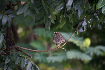 Spotted Owlet isolated in the garden